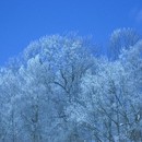 picture-095.jpg